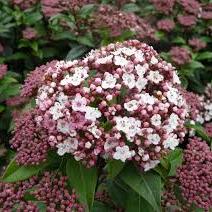 VIBURNUM TINUS SPIRIT - Image 2