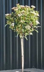 Viburnum tinus Std
