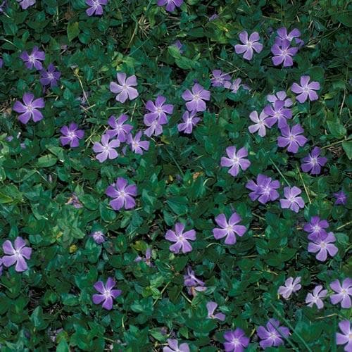 Vinca Major - Image 2