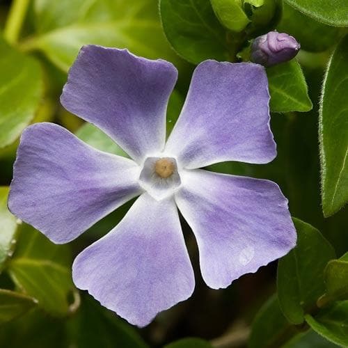 Vinca Major - Image 3