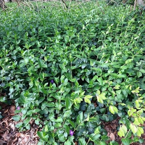 Vinca Major - Image 4