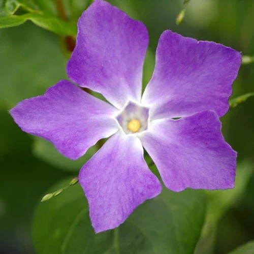 Vinca major Variegata - Image 3