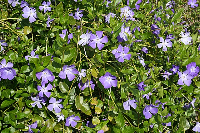 Vinca minor - Image 3