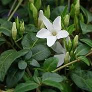 Vinca minor Alba - Image 2