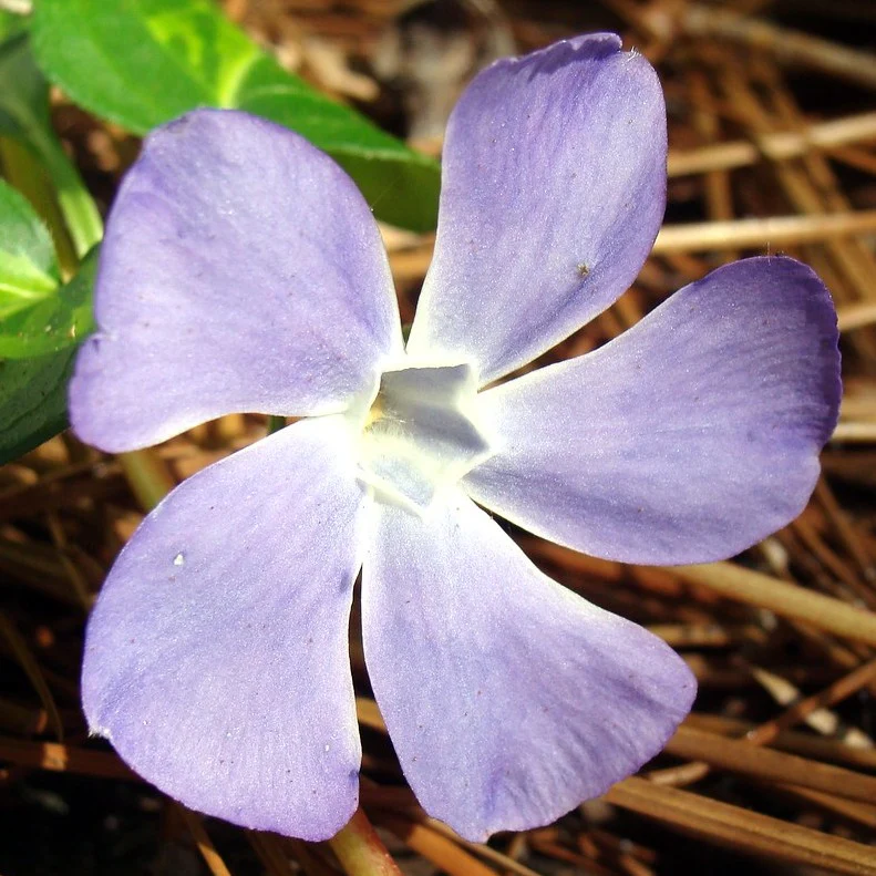 Vinca minor Argenteavariegata