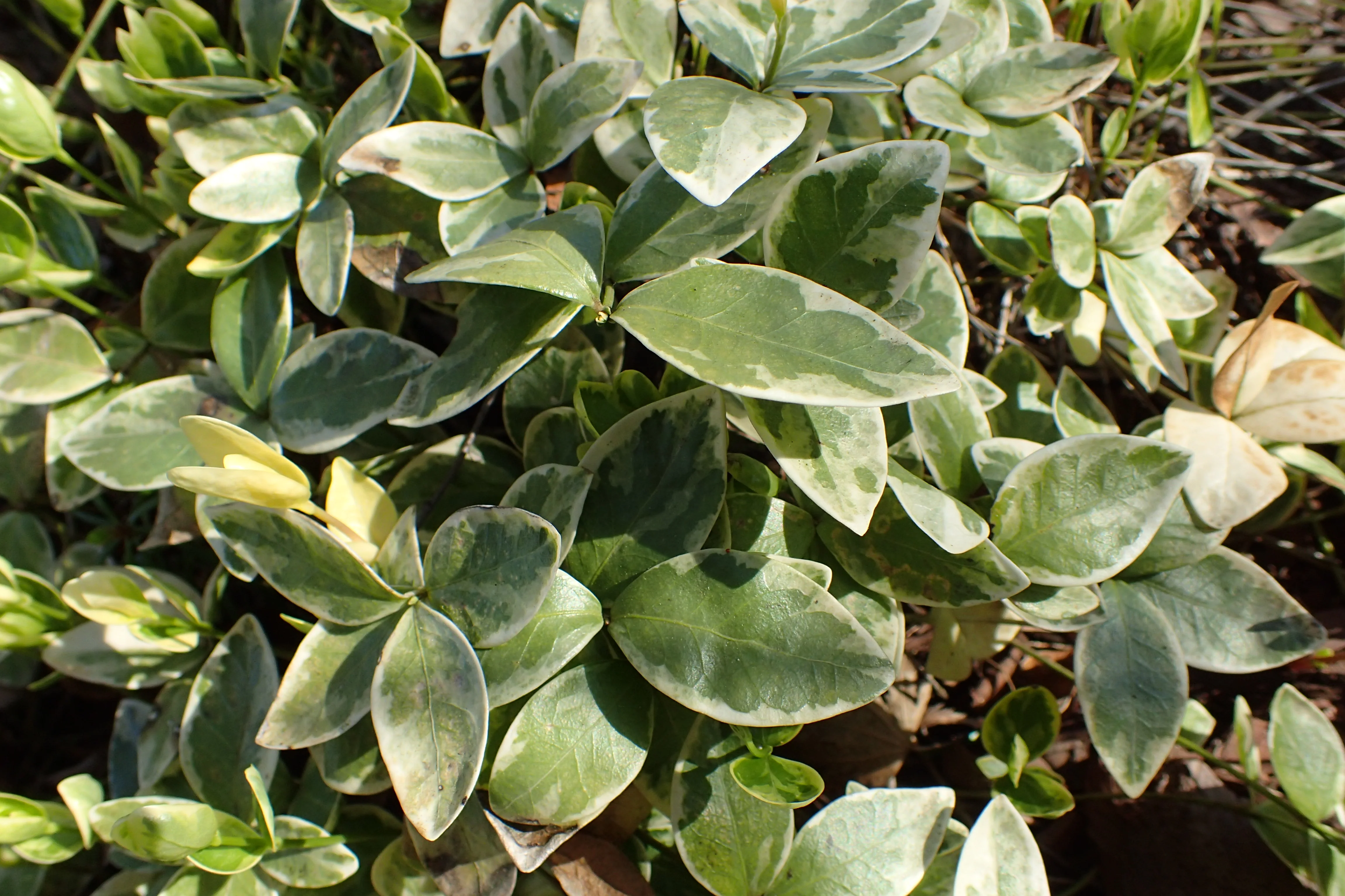 Vinca minor Argenteavariegata - Image 2