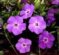 VINCA minor Bowles Purple