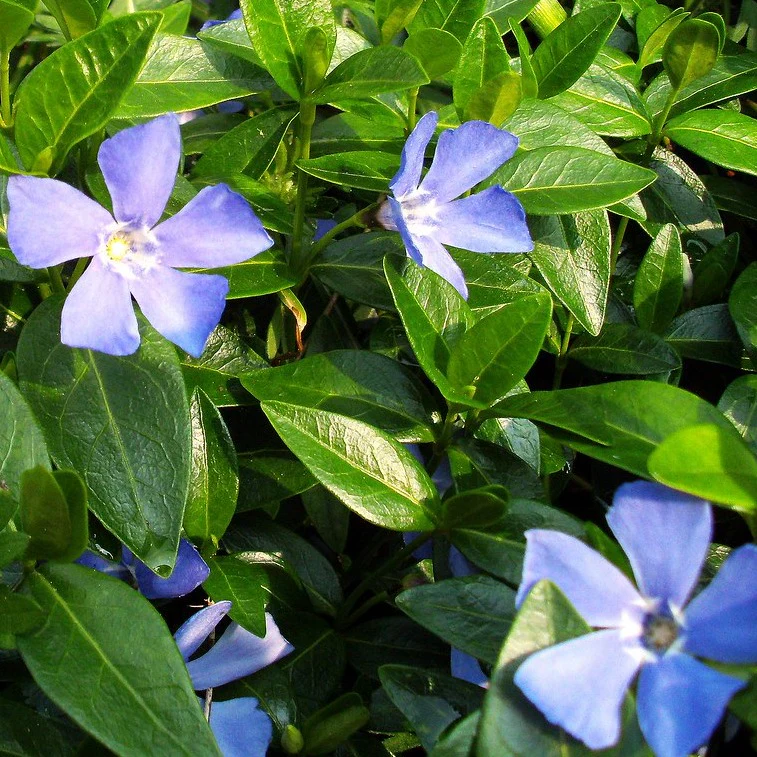Vinca minor Bowles Variety - Image 2