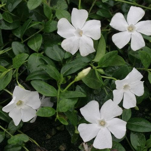 VINCA minor Gertrude Jekyll - Image 3