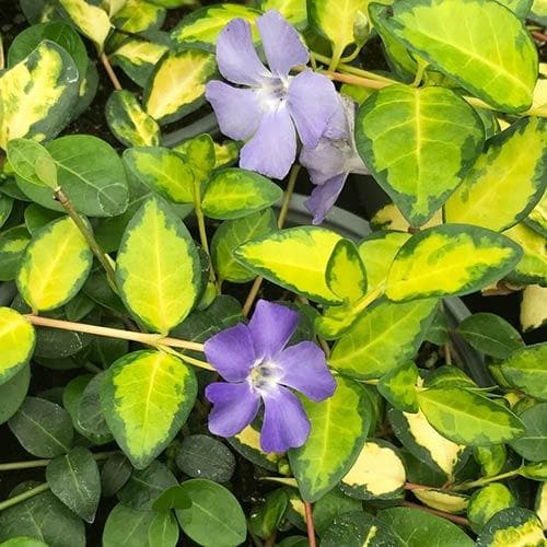 Vinca minor Illumination - Image 3
