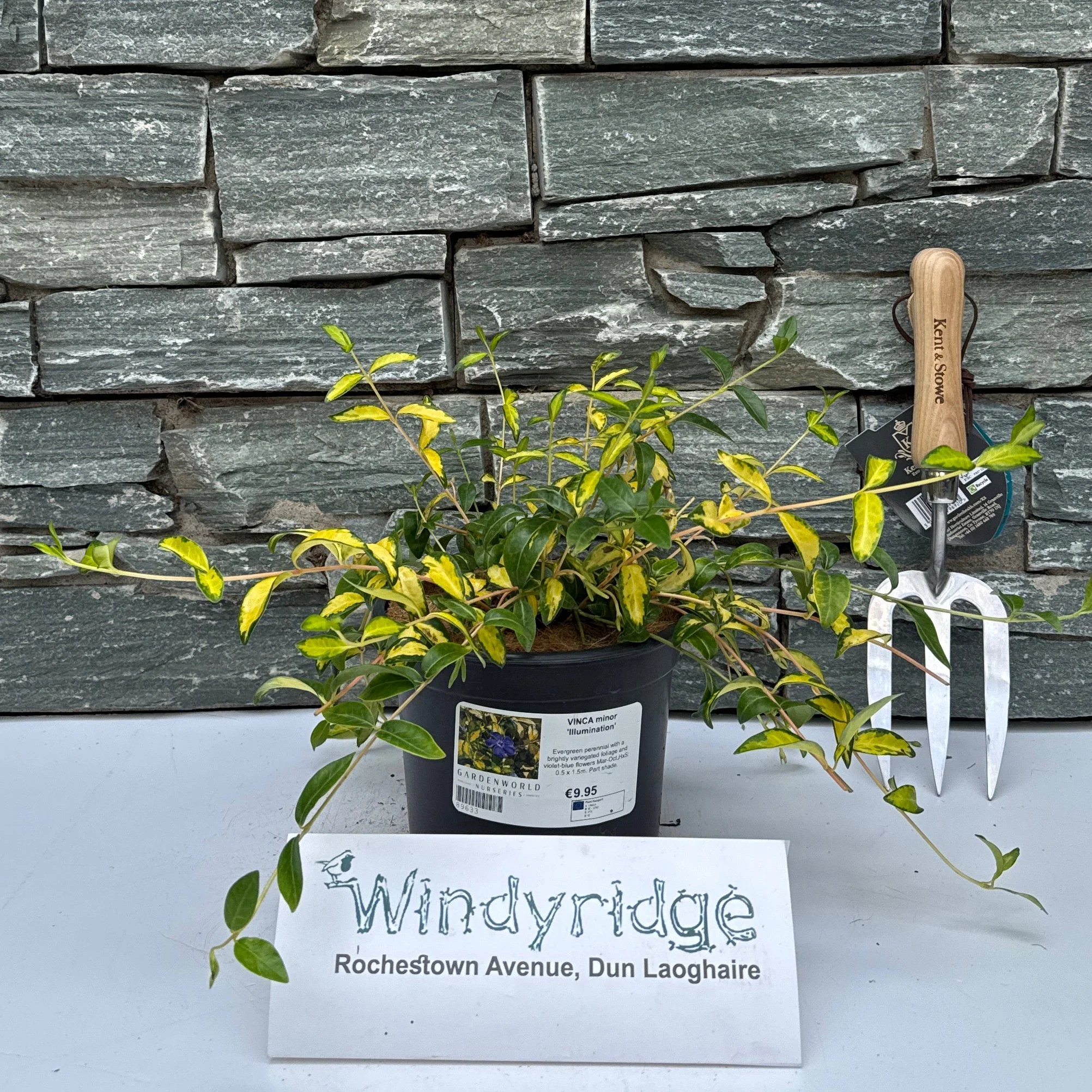 VINCA minor 'Illumination' 2L