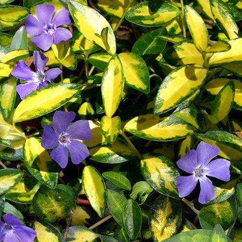 Vinca minor Illuminations - Image 4