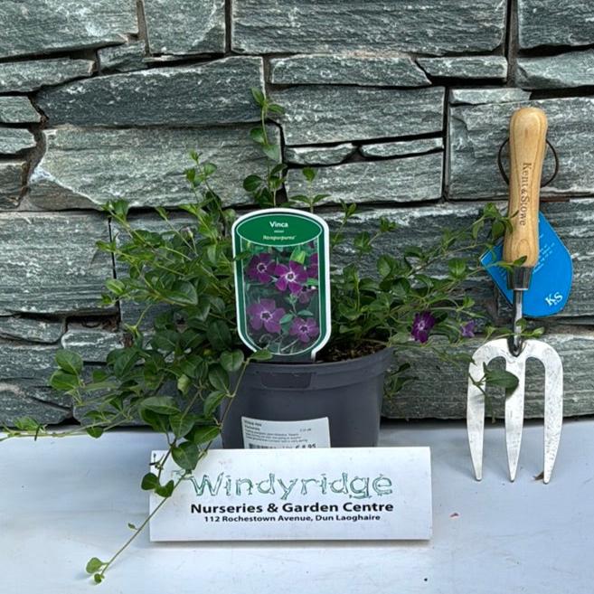 Vinca mix - Image 2