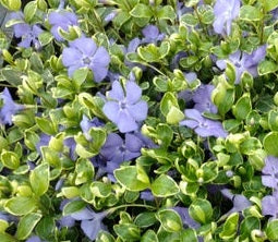 Vinca Ralph Shugert