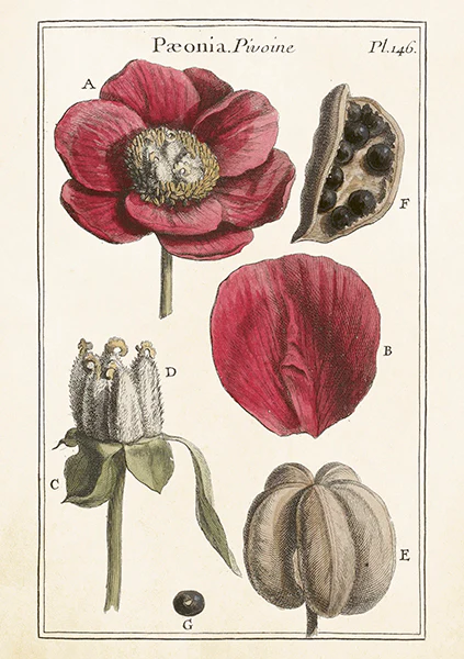 Vintage card with envelope Peony botanical
