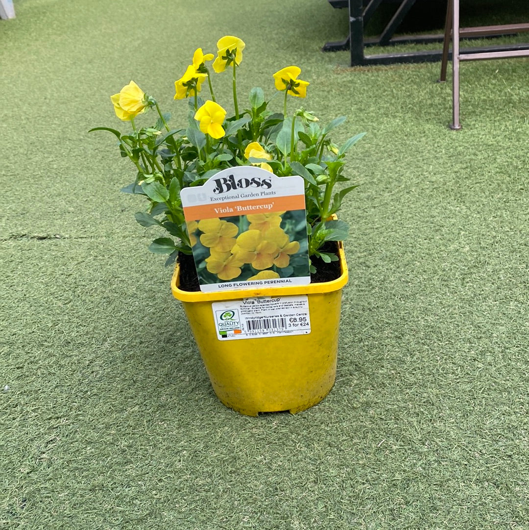 Viola Buttercup - Image 2