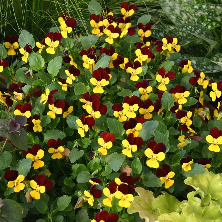 Viola Jackanapes