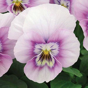 Viola Pink Halo