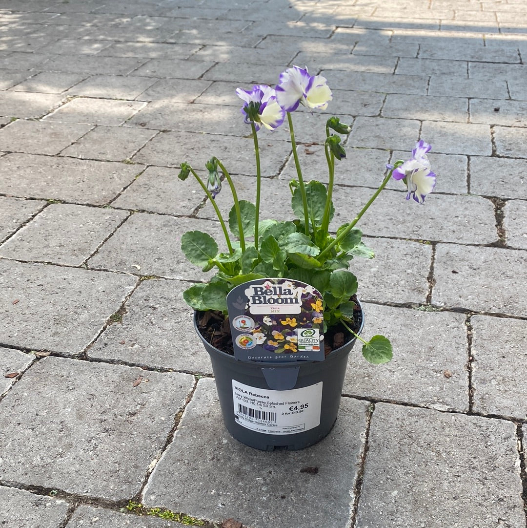 VIOLA Rebecca