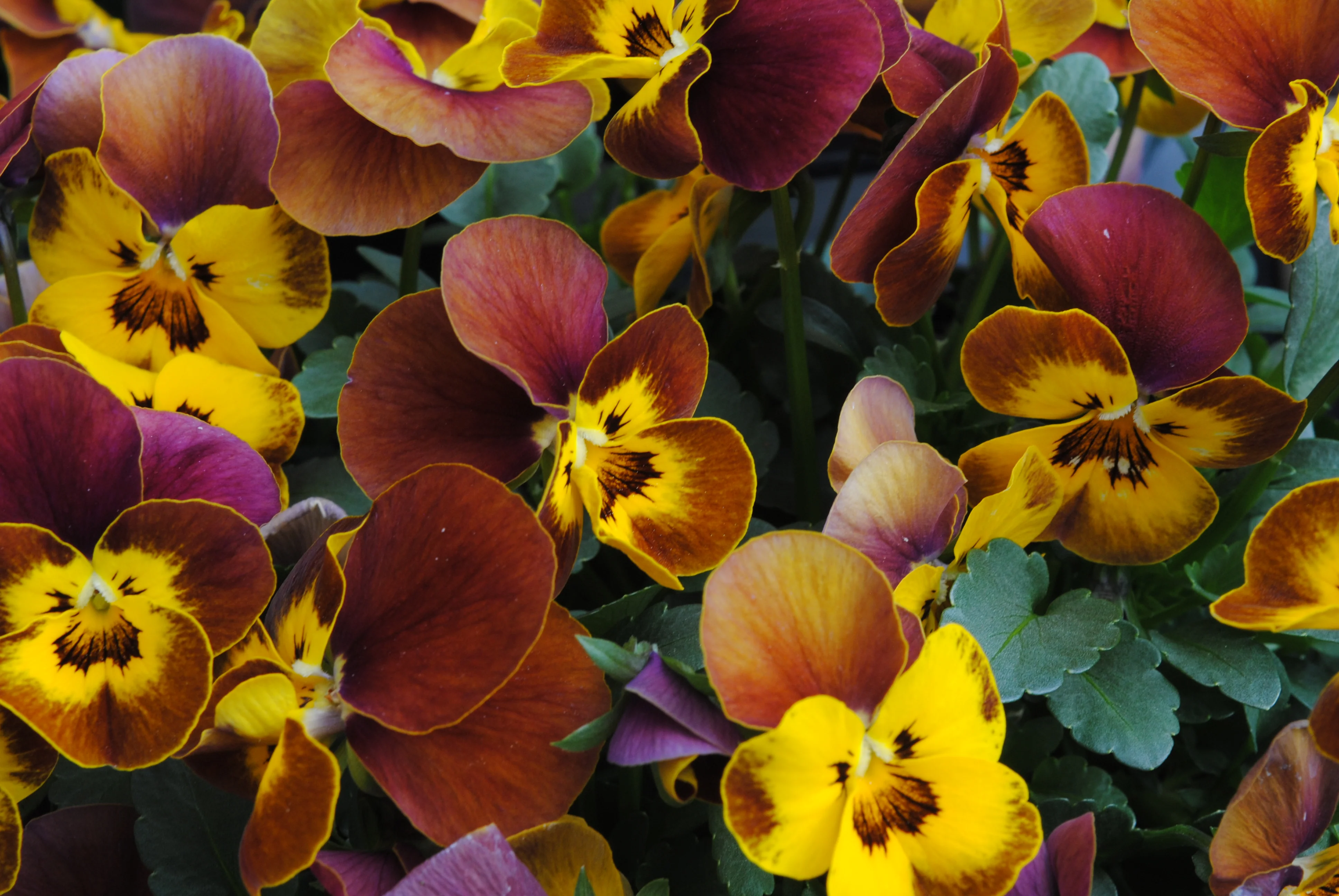 Viola Sorbet Honeybee Cellpak - Image 2