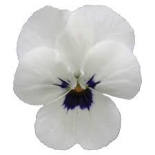Viola Sorbet White Blotch Cellpak - Image 2