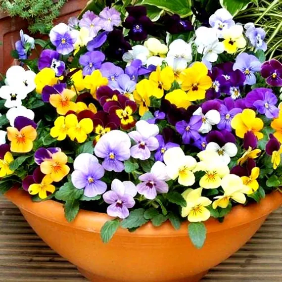 Viola Spring Sherbets - Image 2