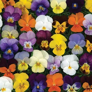 Viola trio
