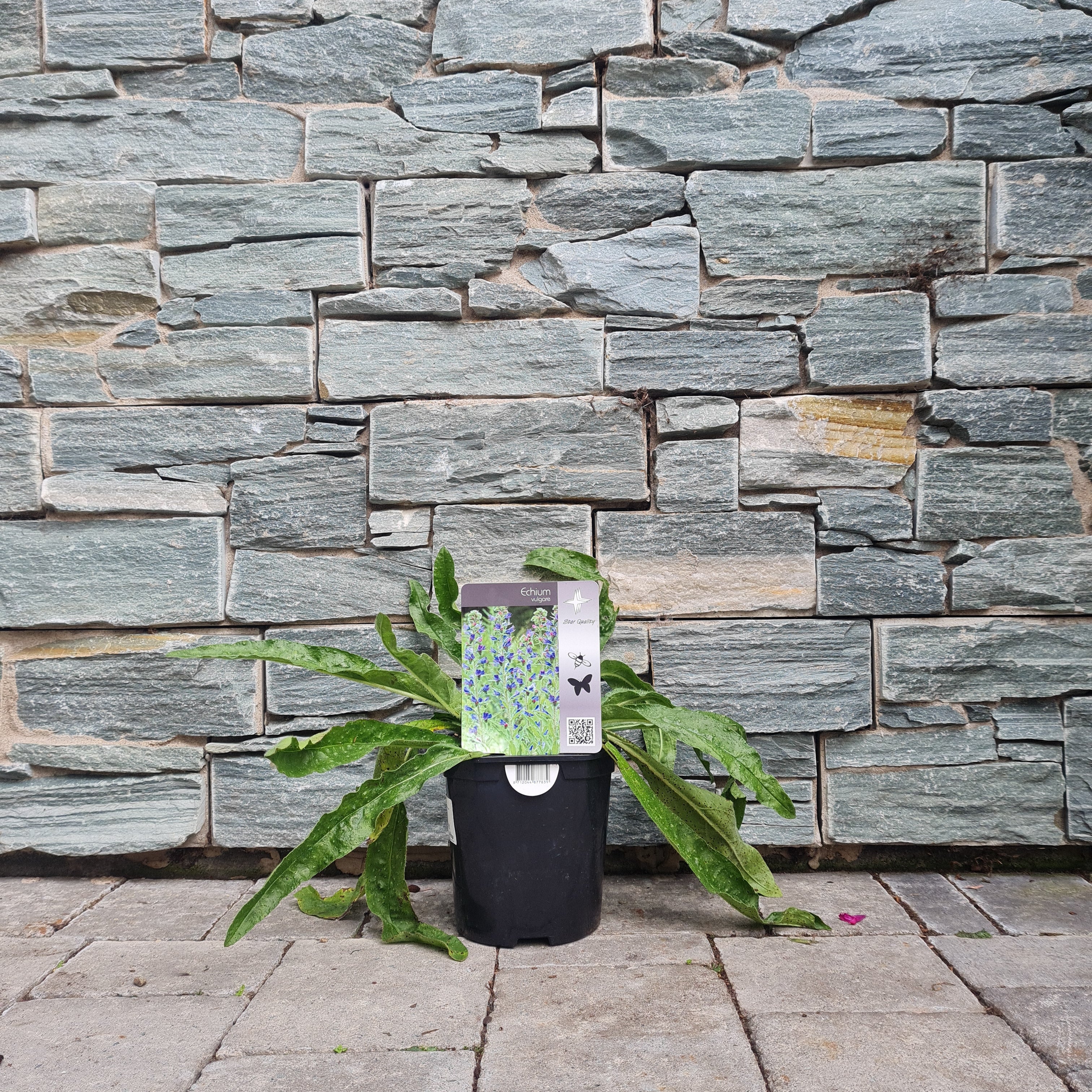 Vipers Bugloss Echium Vulgare (2Ltr Pot) - Image 2