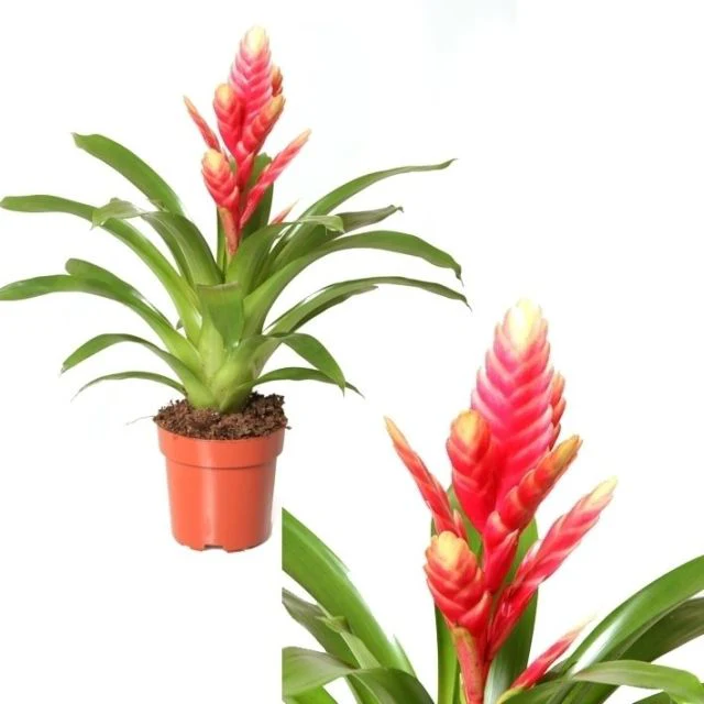Vriesea Madonna  P12