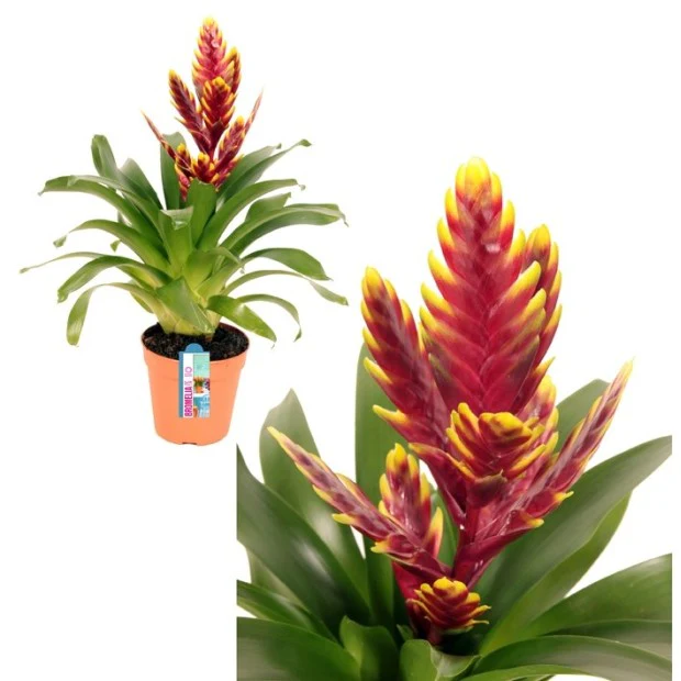 Vriesea Voque  P12
