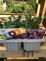 Wallflower Purple Bicolour Cellpak