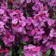 Wallflower Purple Bicolour Cellpak - Image 2