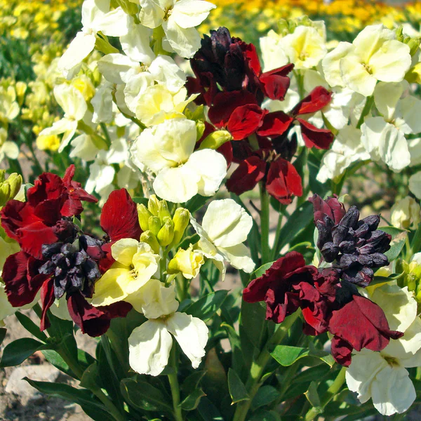 Wallflower Rubies & Pearls - Image 3