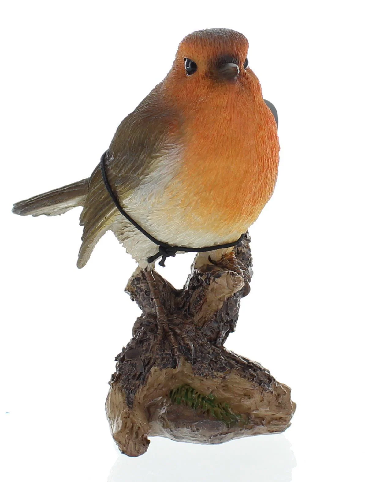 WBC Robin F