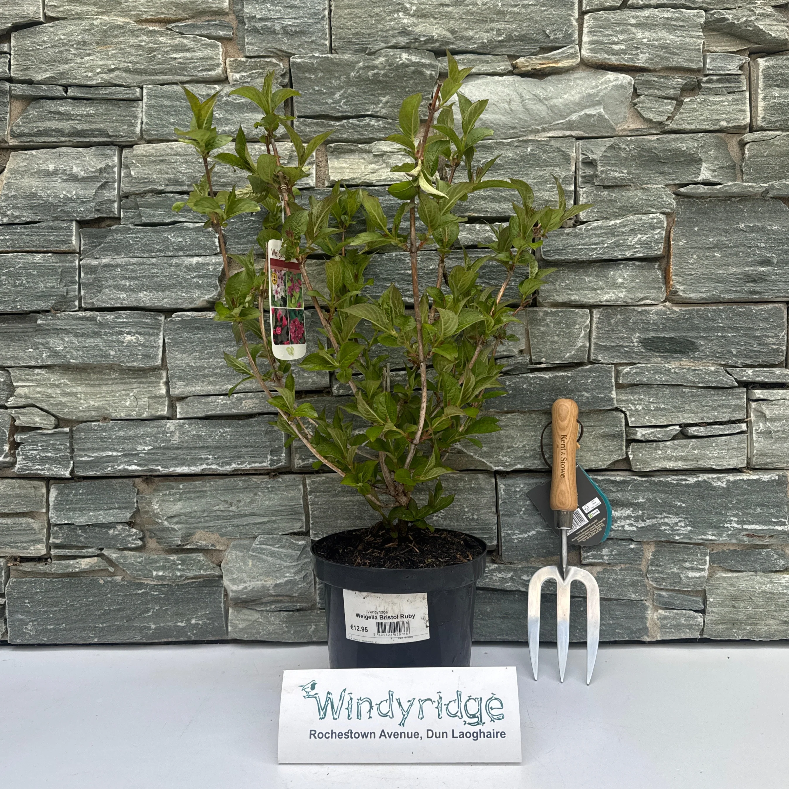 Weigela Bristol Ruby - Image 2