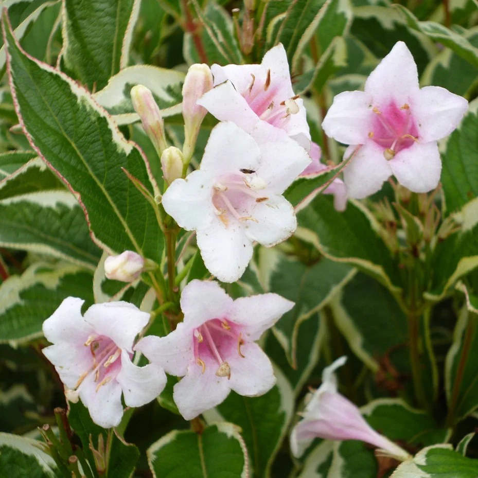 Weigela Kosteriana Variegata - Image 2