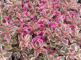 Weigela Monet