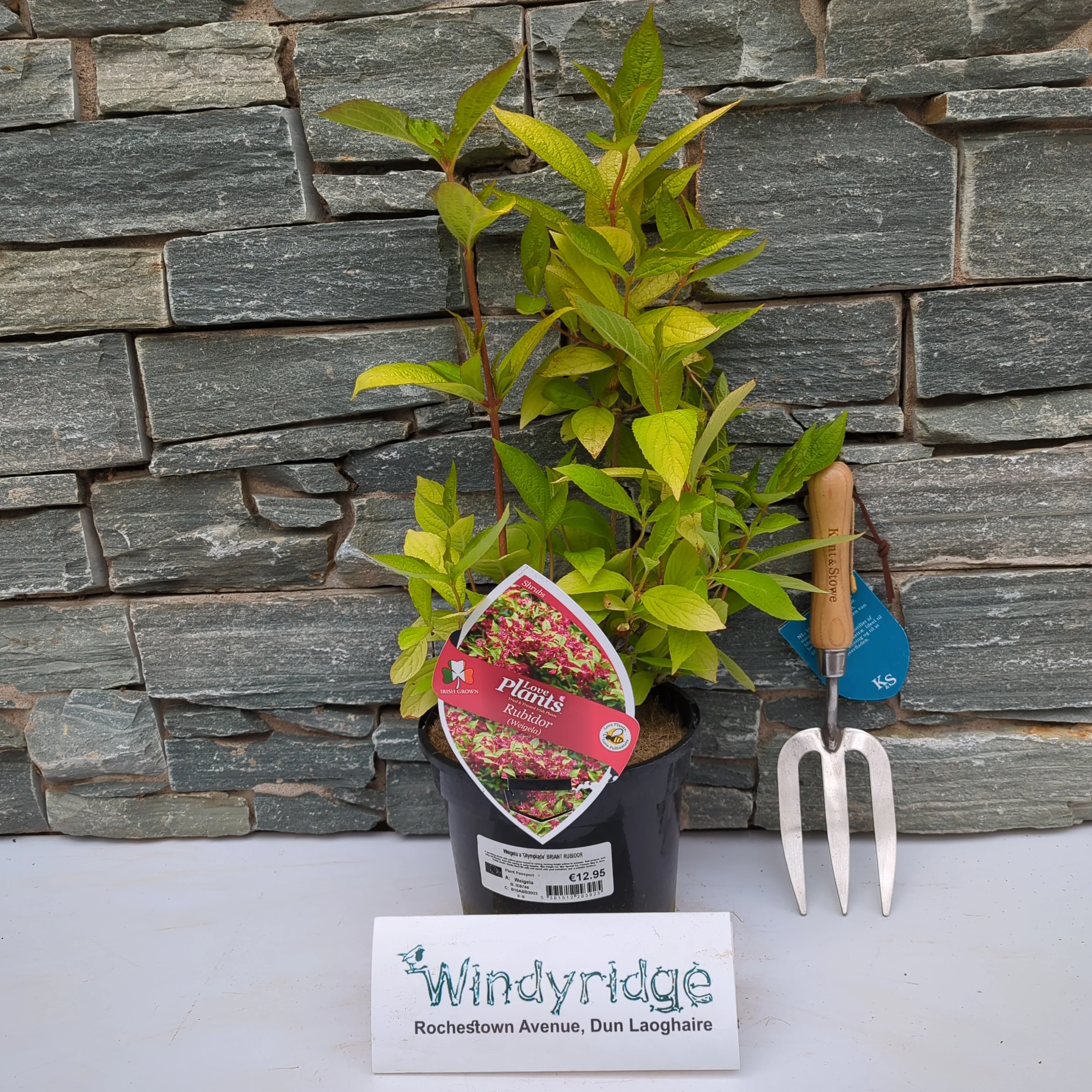 Weigela Rubidor - Image 2