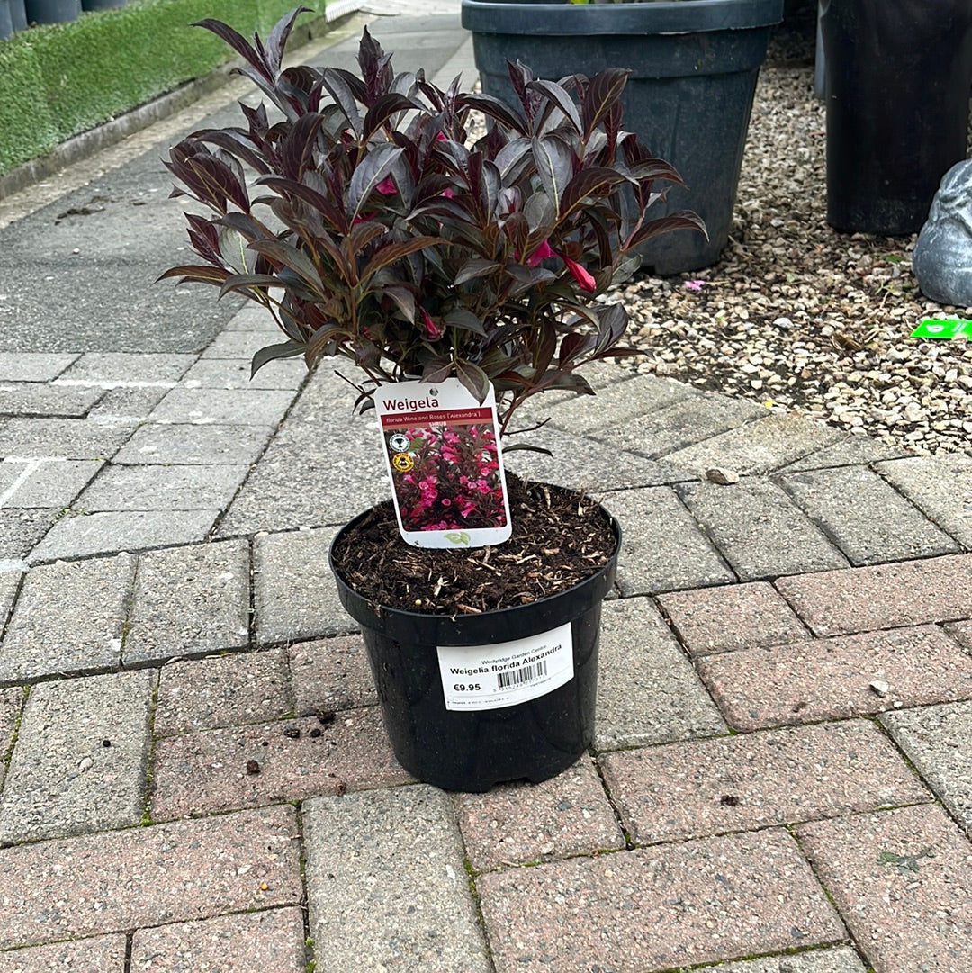 Weigelia florida Alexandra - Image 3