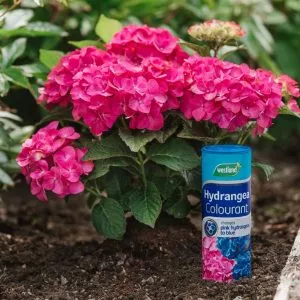 Westland Hydrangea Colourant - Image 2