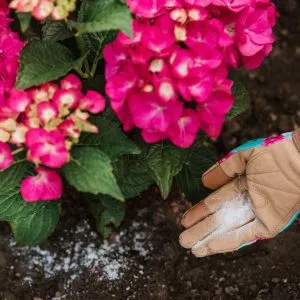Westland Hydrangea Colourant - Image 3