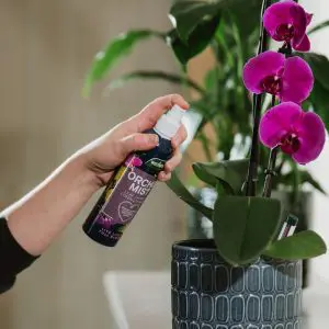 Westland Orchid Mist 250ml - Image 5