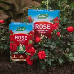 Westland Rose Food Enriched Horse Manure - Image 3