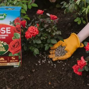 Westland Rose Food Enriched Horse Manure - Image 4