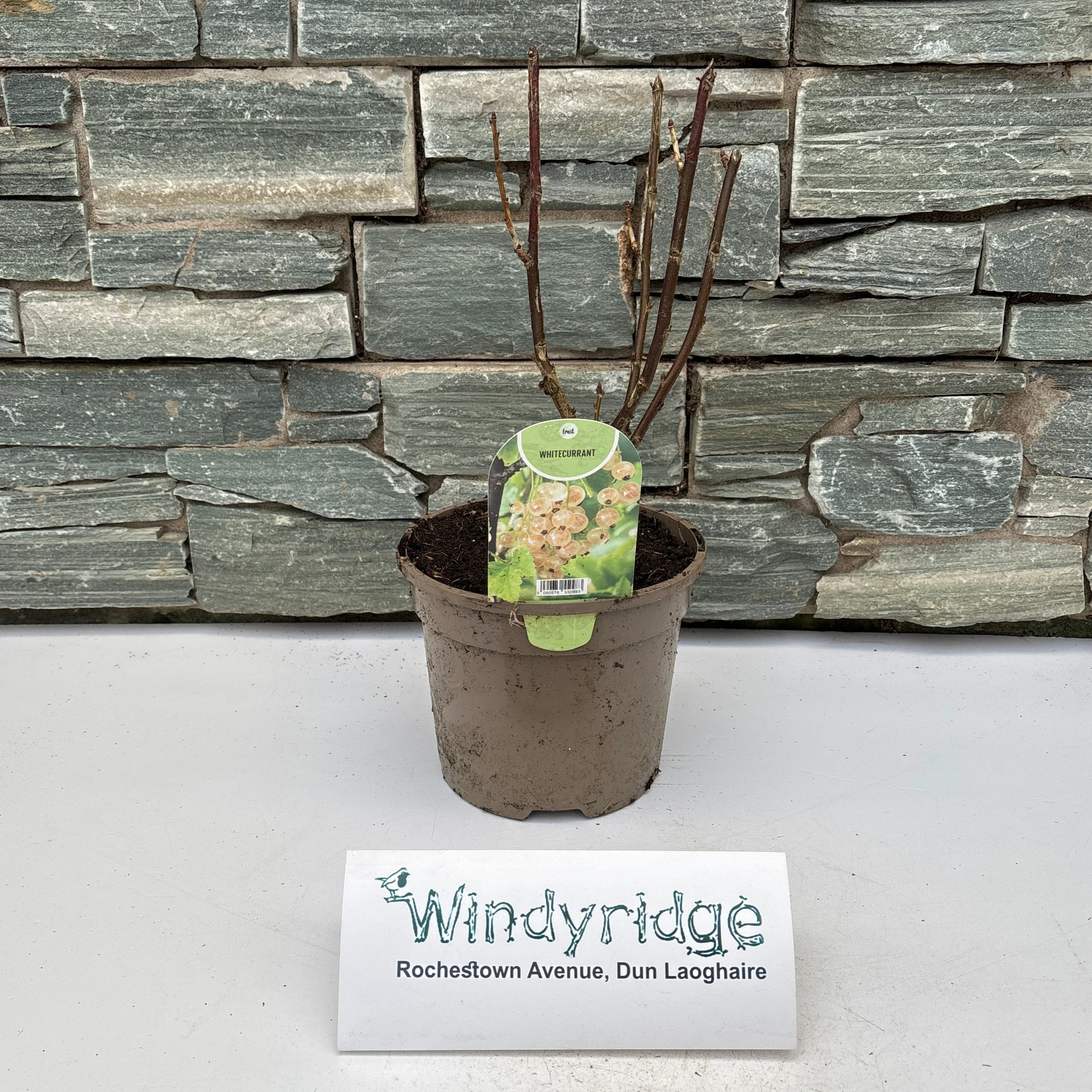 White currant 3Ltr - Image 2