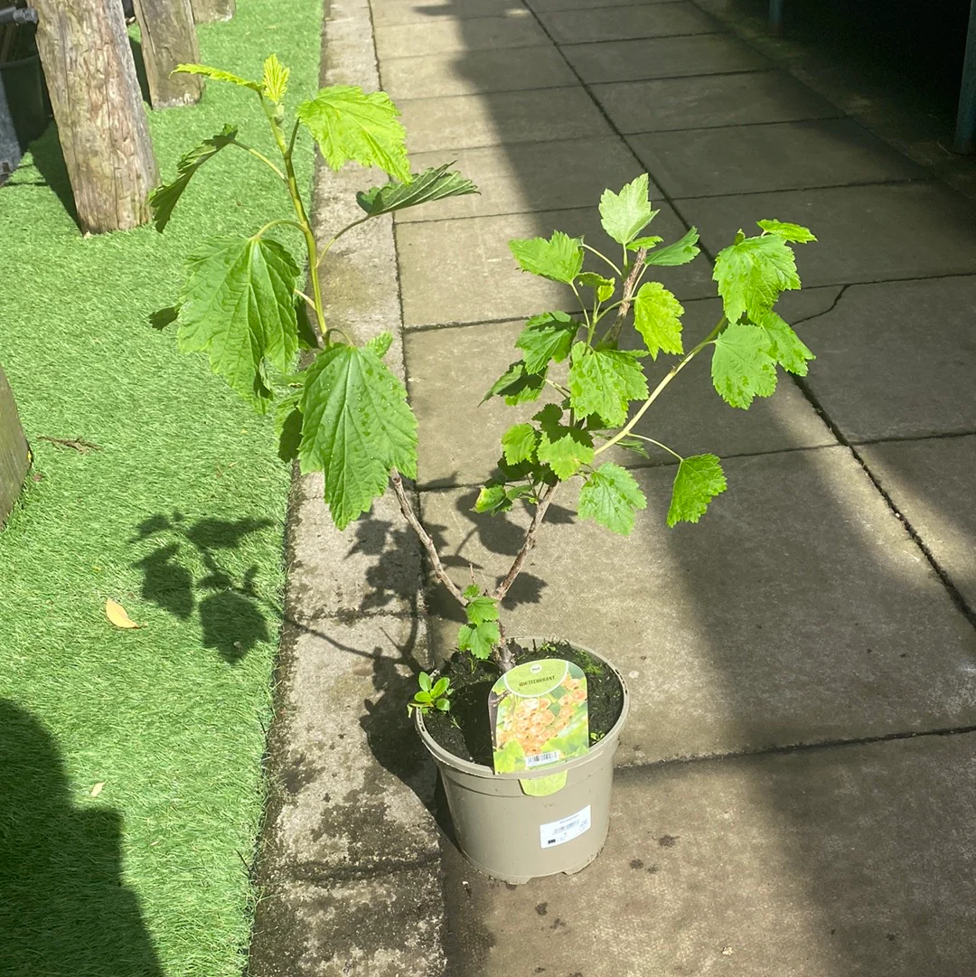 White currant 3Ltr - Image 4
