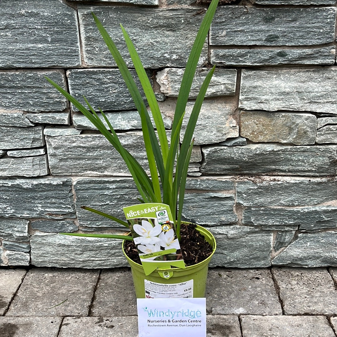 White Kaffir Lily Schizostylis Coccinea Alba (2Ltr Pot) - Image 2