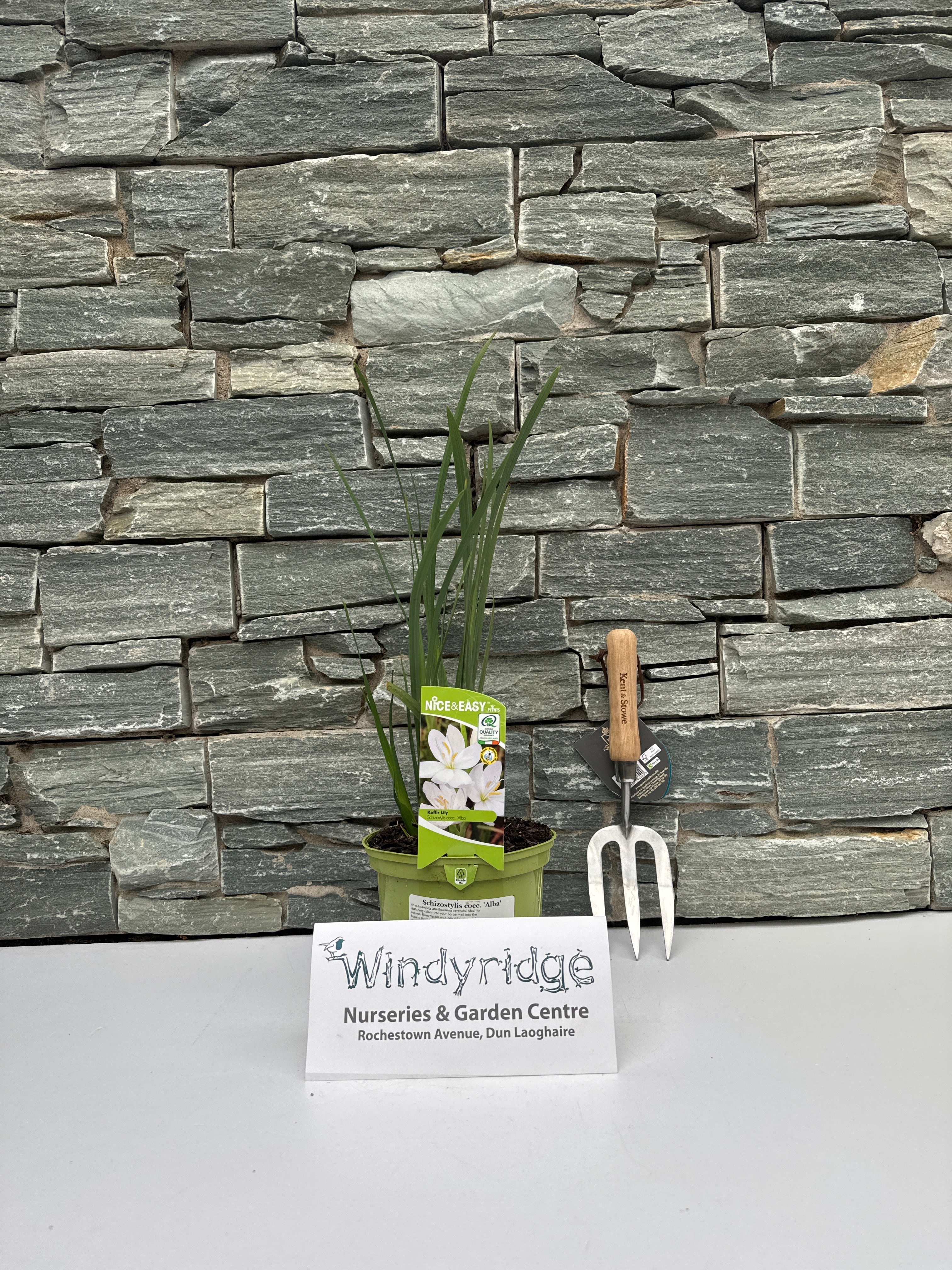 White Kaffir Lily Schizostylis Coccinea Alba (2Ltr Pot) - Image 3