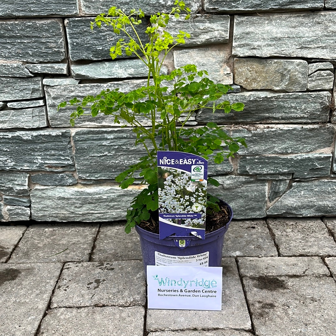White Meadow Rue (Thalictrum Splendide White) - Image 3