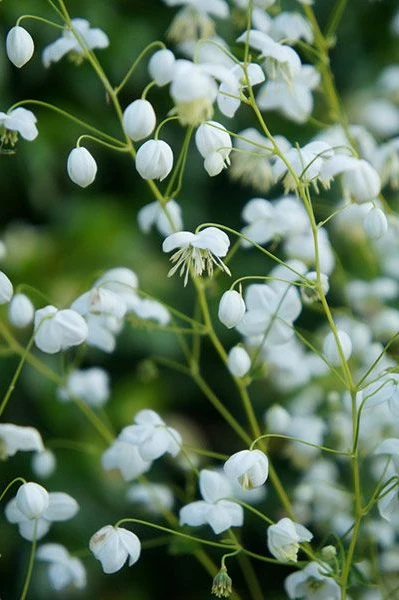 White Meadow Rue (Thalictrum Splendide White) - Image 4